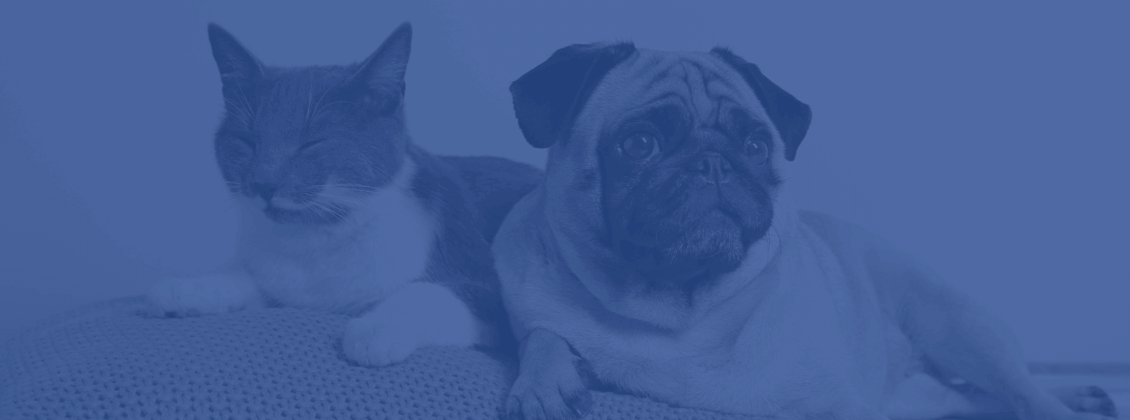 Cat & Dog